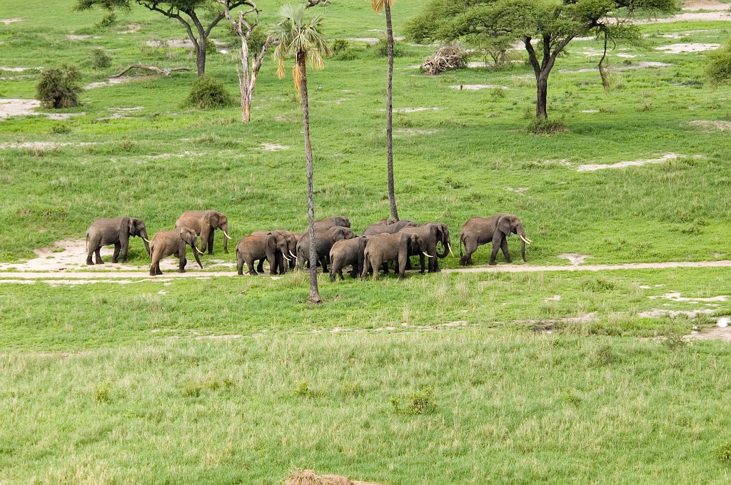 Tarangira Elefant06.jpg - African Elephant (Loxodonta africana), Tanzania March 2006
